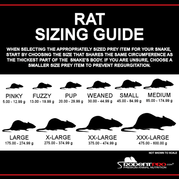 Feeder Rat Pups (25 Per Bag) Frozen Rat Pups RodentPro